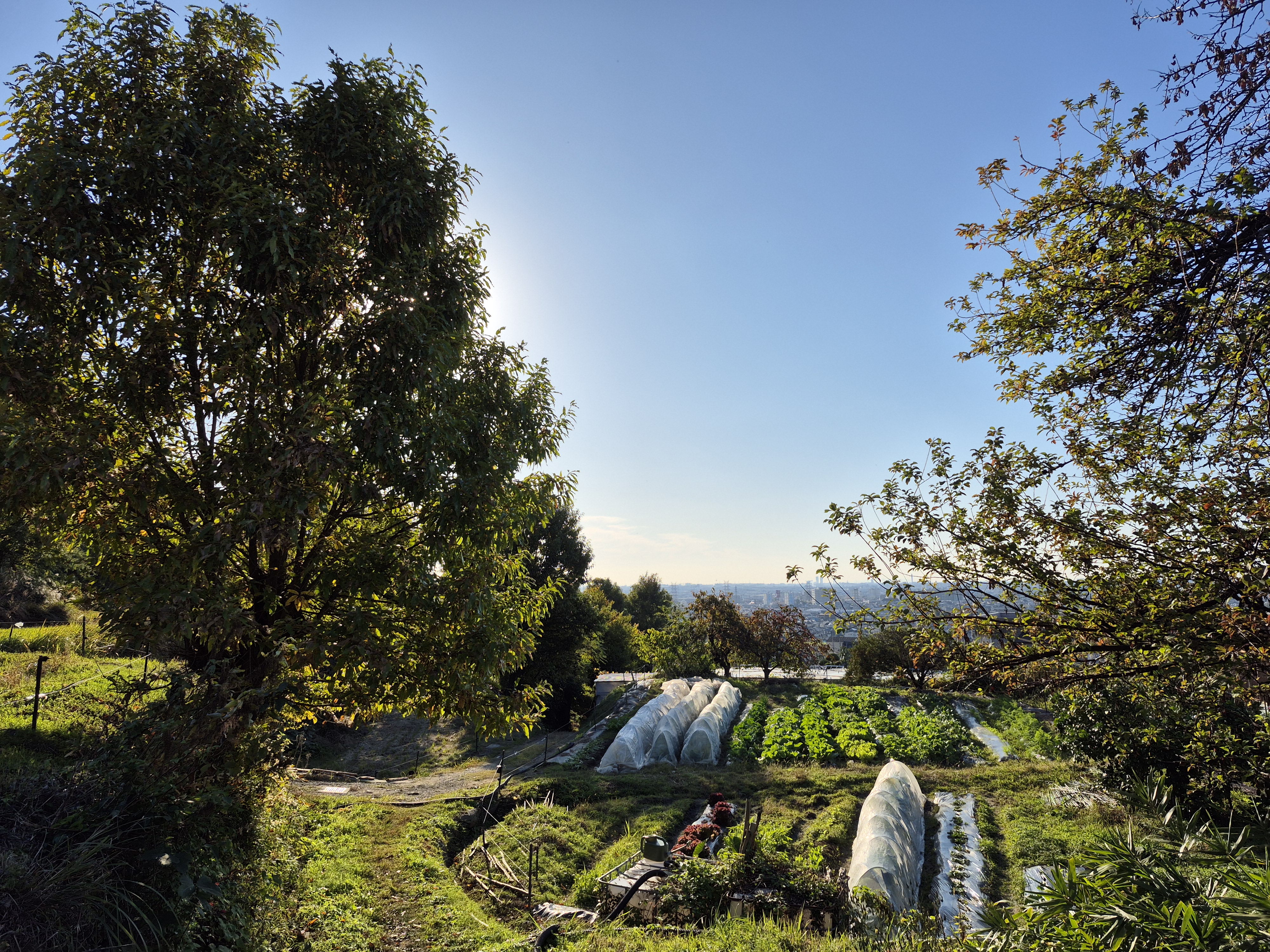 神社からの下り道と八尾の街並みを見渡す絶景