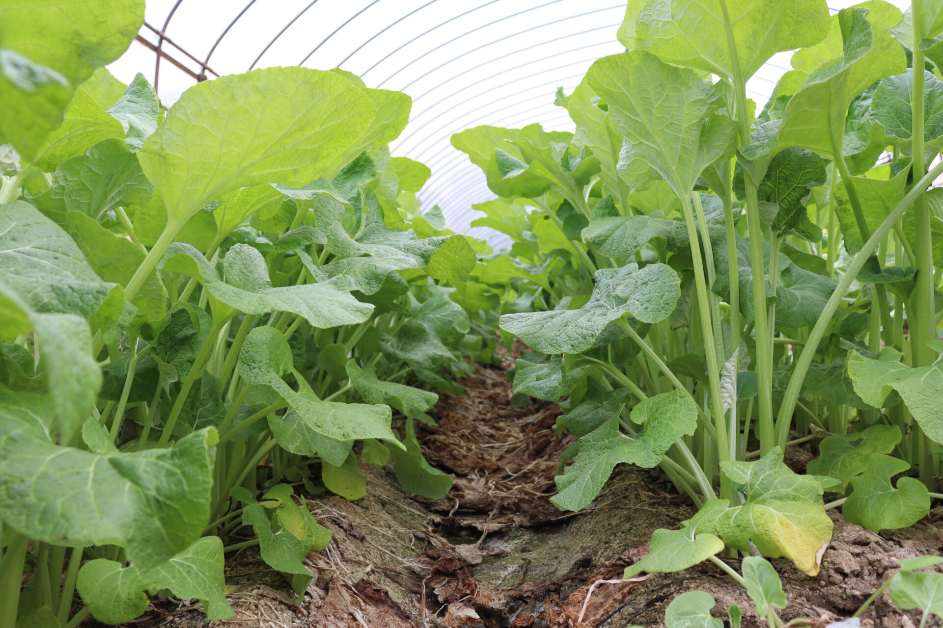 八尾市内で栽培されている八尾若ごぼうの広大な畑