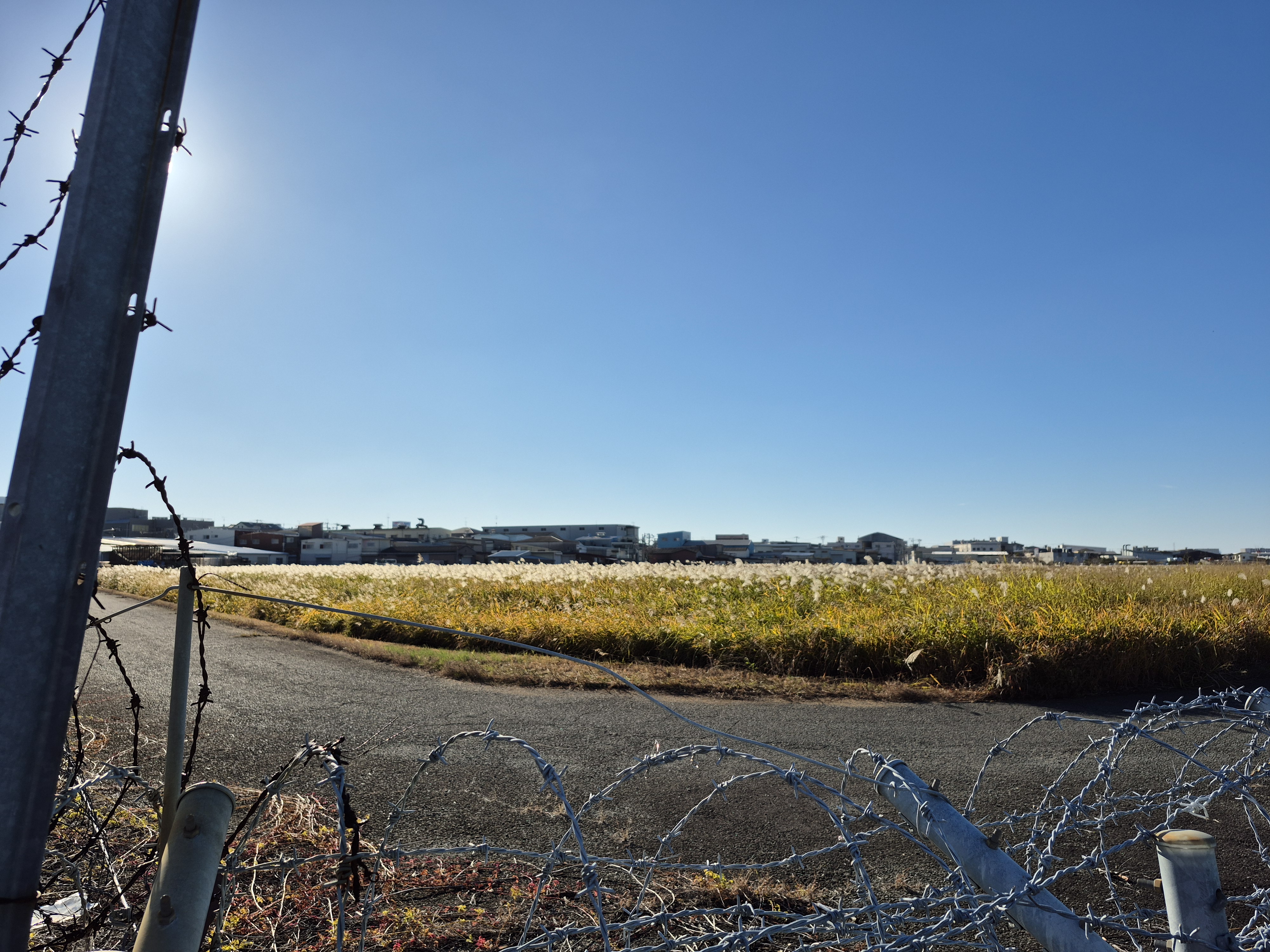 空港東側のススキ野原と滑走路の風景